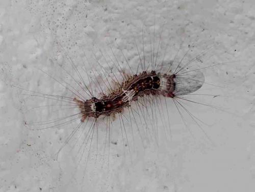 Lymantriinae
